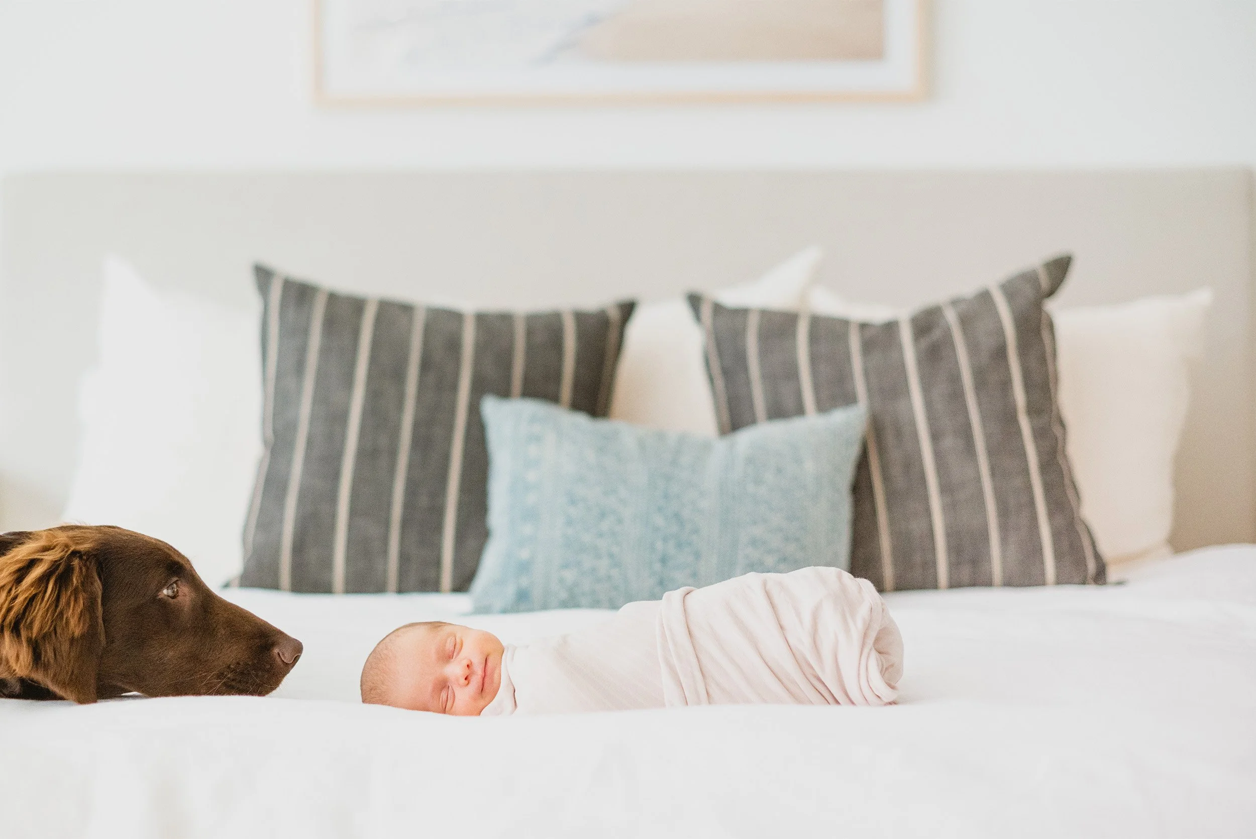 Orange County baby pet-friendly photographer captures sleeping baby beside curious family dog on bed
