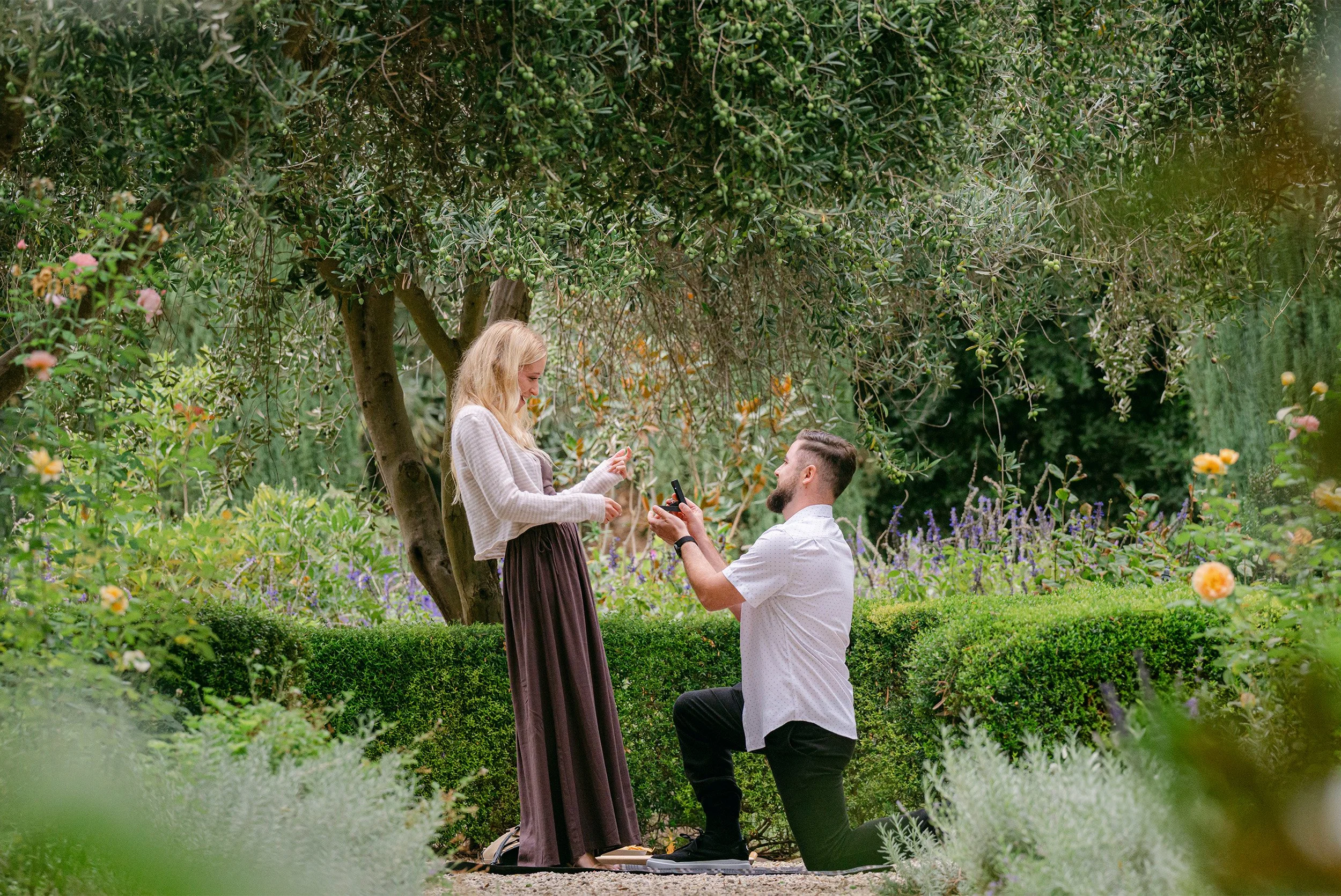 Highly recommended Ojai engagement photographer captures a surprise proposal moment beneath olive trees in a garden at Ojai Valley Inn and Spa