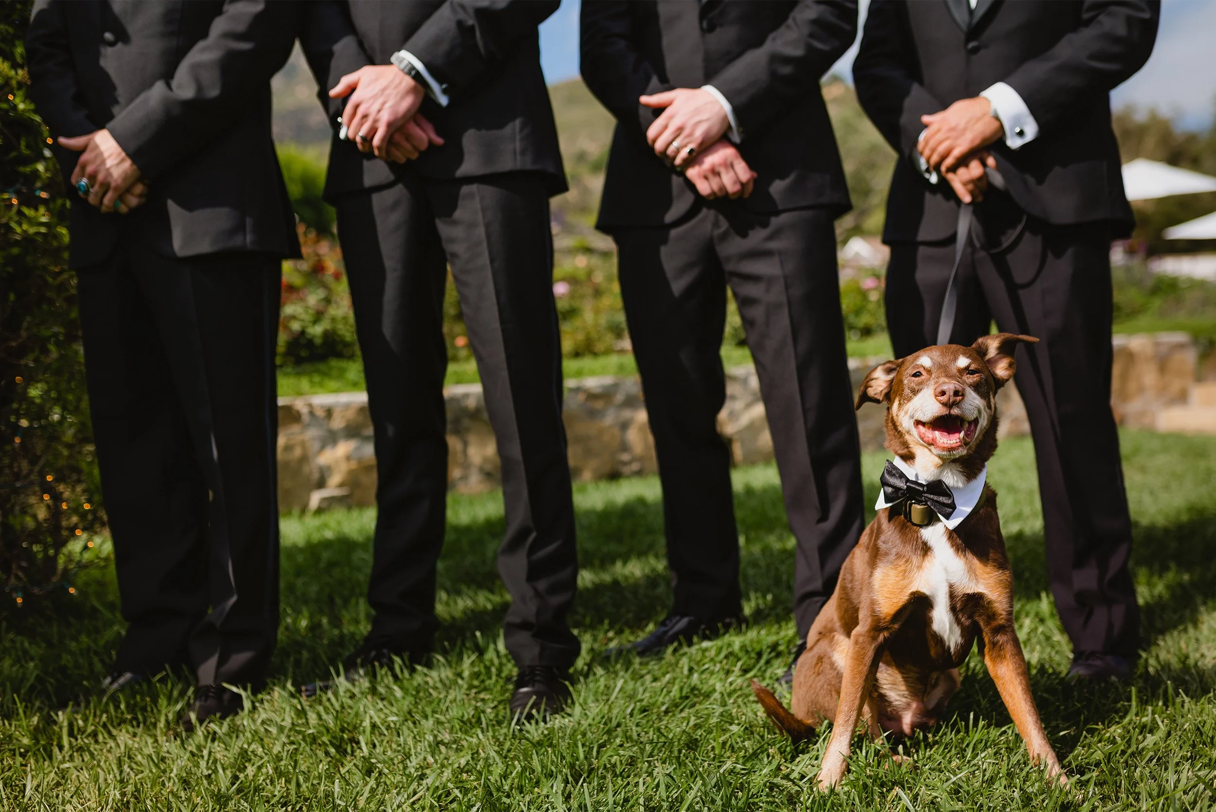 Dog wearing a bow tie collar sitting with groomsmen in tuxedos on lawn at San Ysidro Ranch Wedding, wedding pet portrait