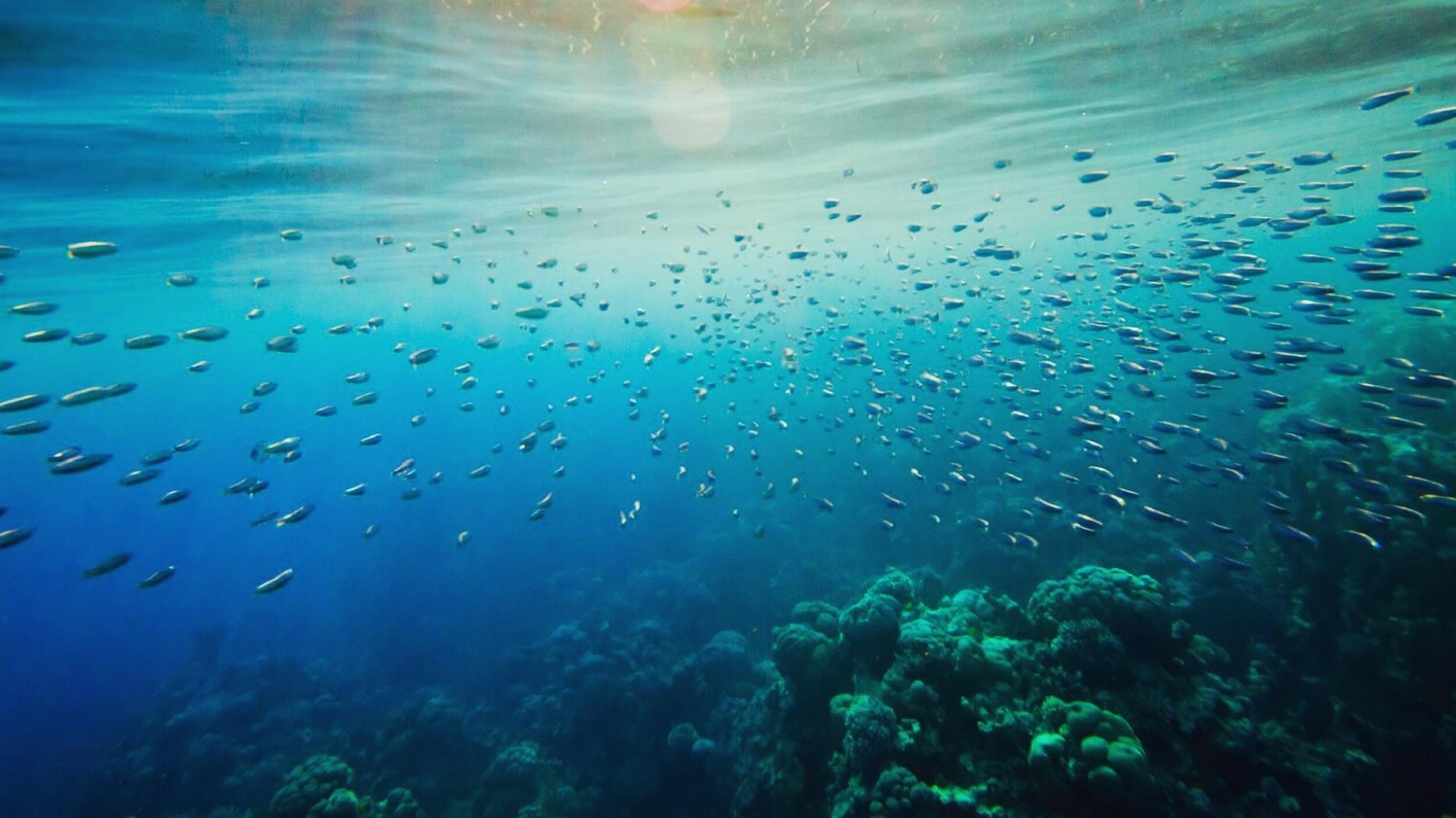 Store 1 — SOS Diving