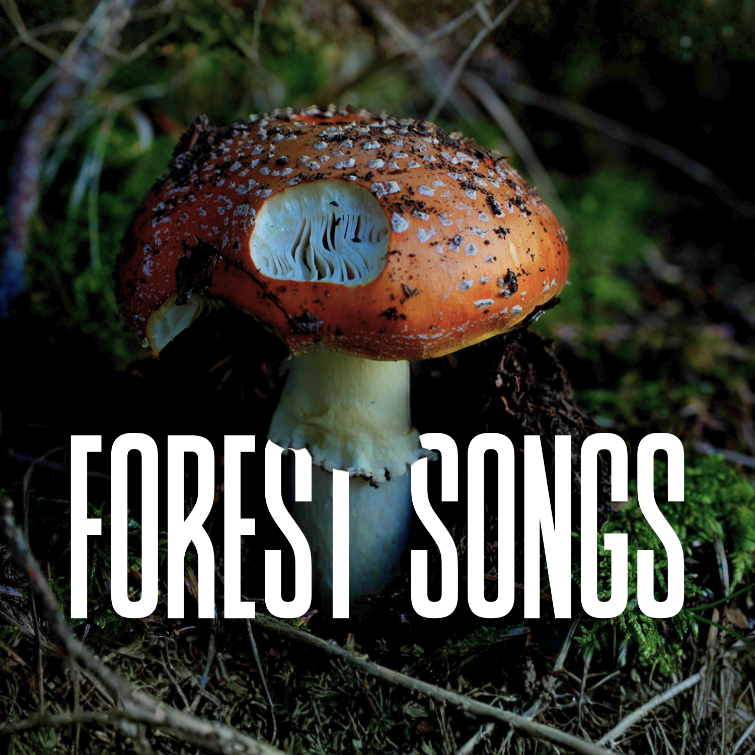 forest songs image square.png