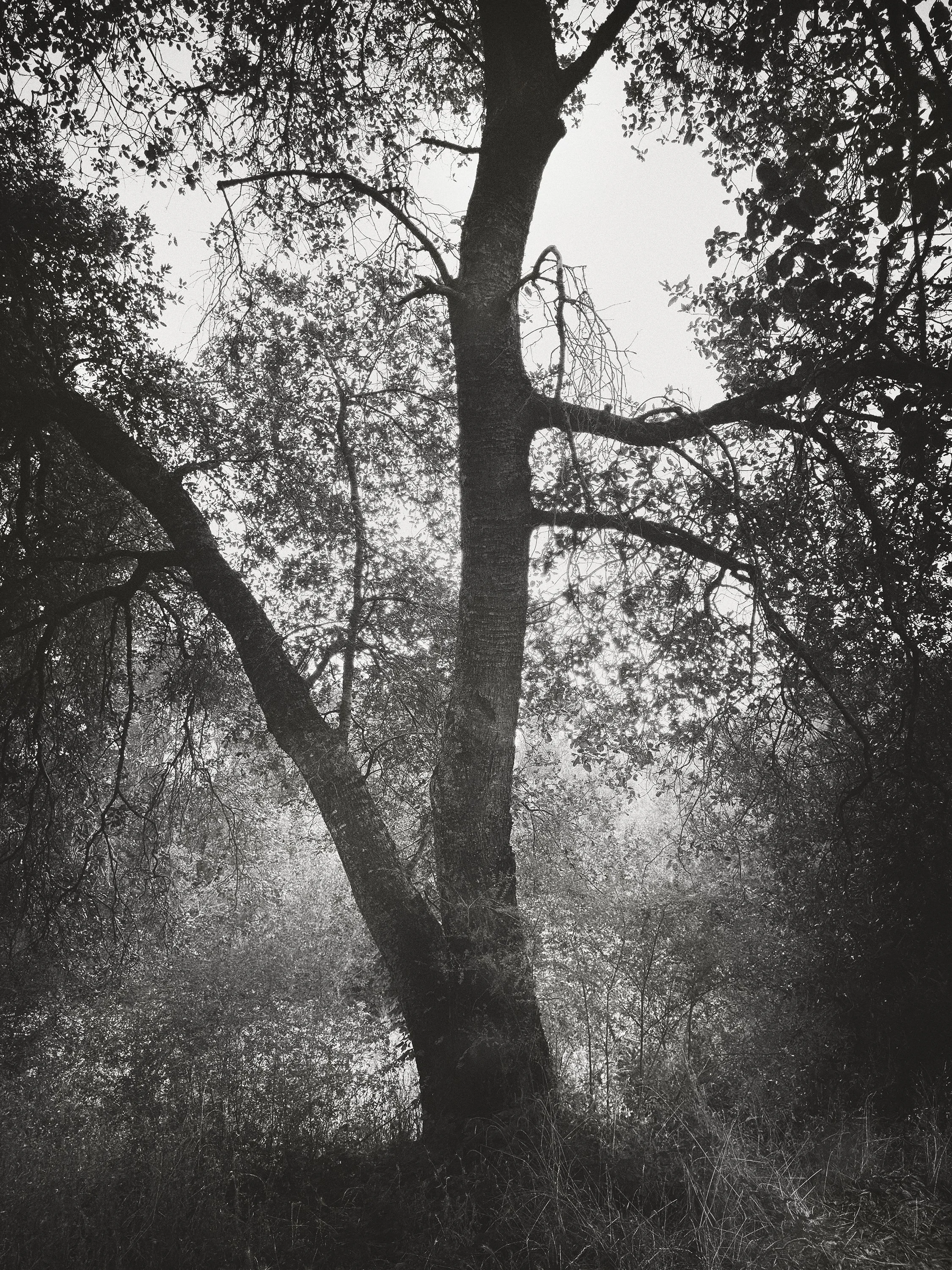 Hatch_Megan_untitled 3 from the Clade series.jpg