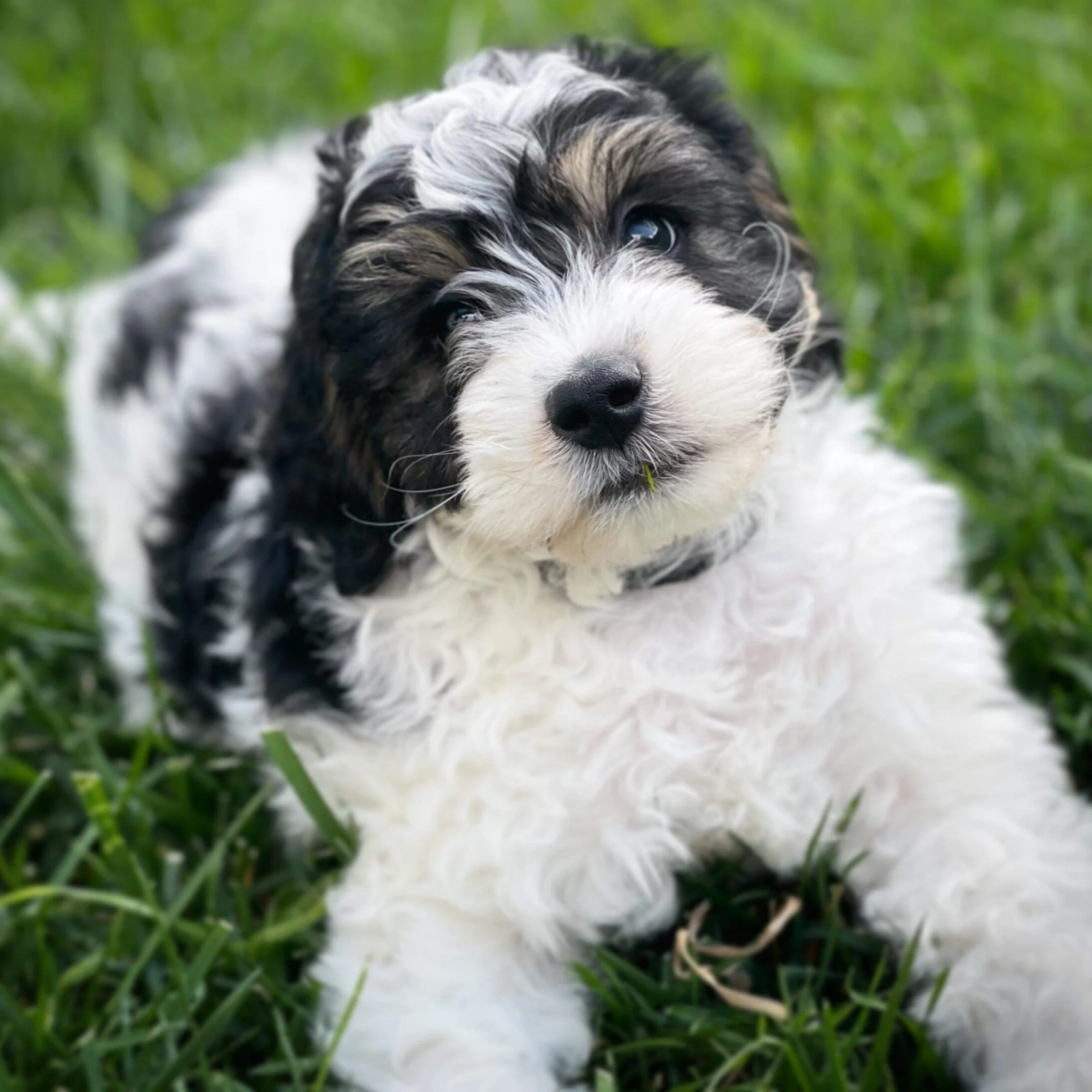 Olive Branch Bernedoodles