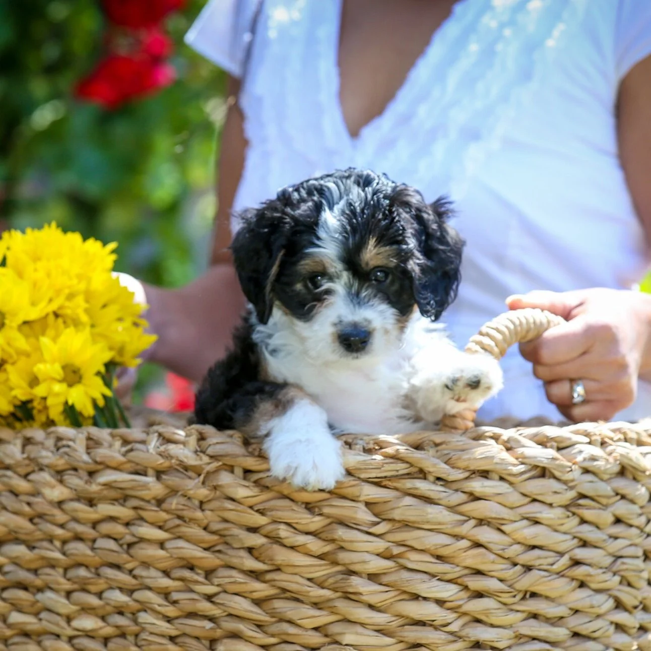 Olive Branch Bernedoodles