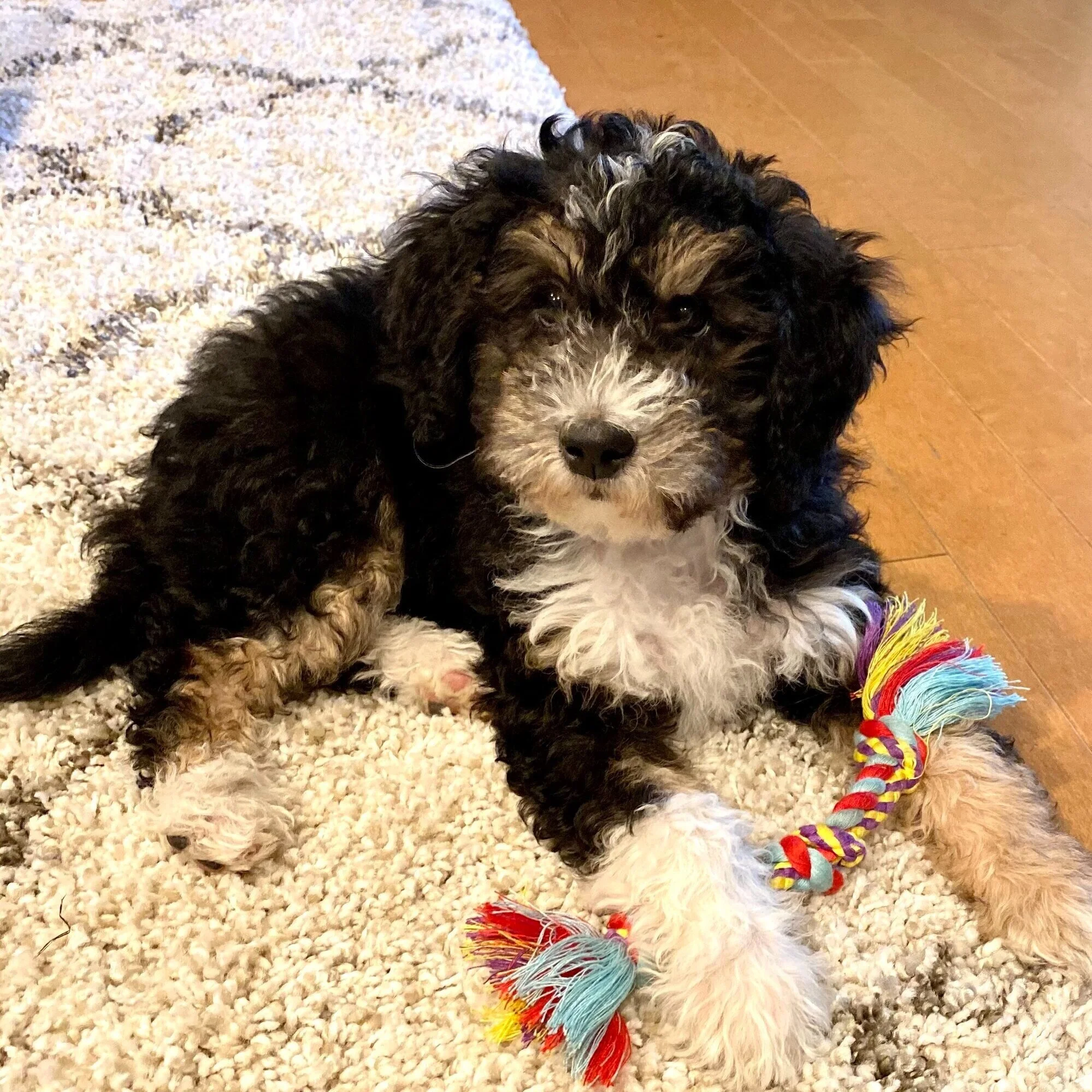 Olive Branch Bernedoodles