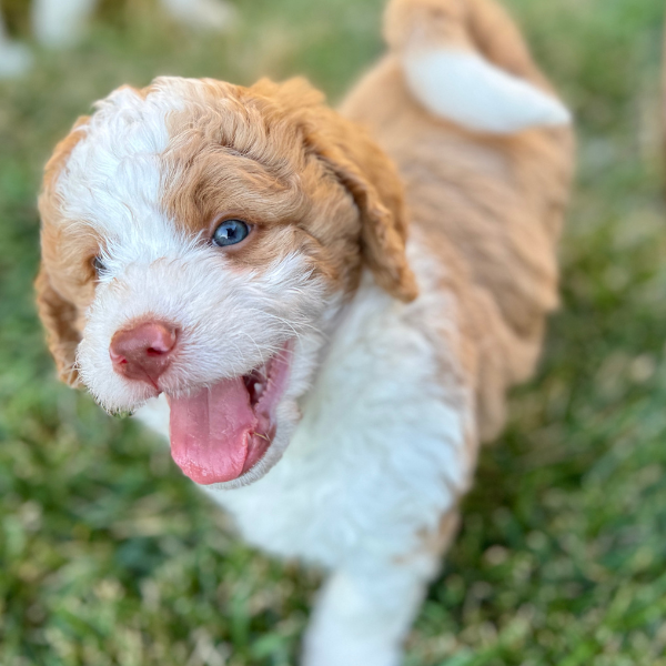 How your pup learns where to "go" (and what you can do to help)