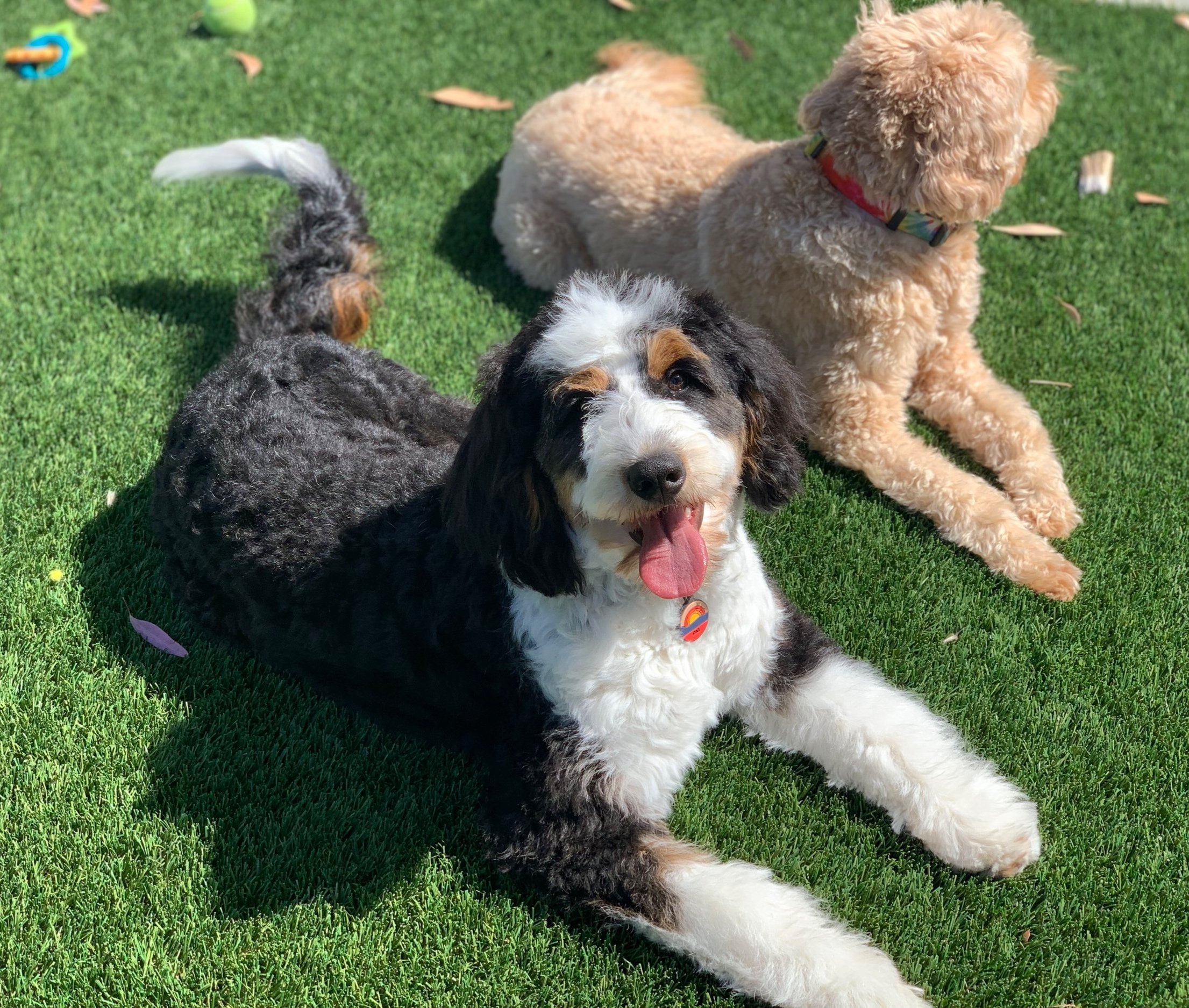 / Current Litters — Olive Branch Bernedoodles