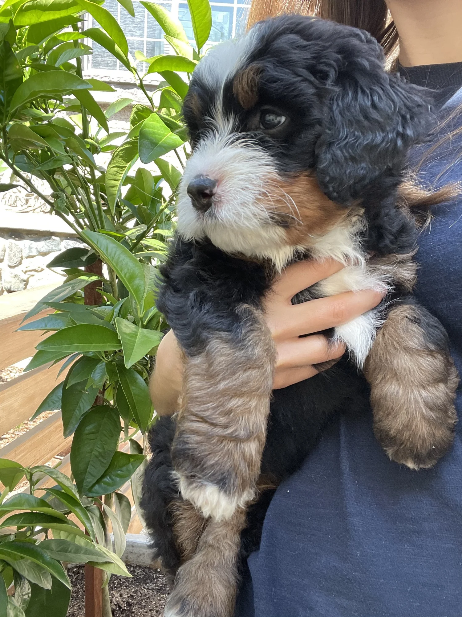 Guardian Homes — Olive Branch Bernedoodles
