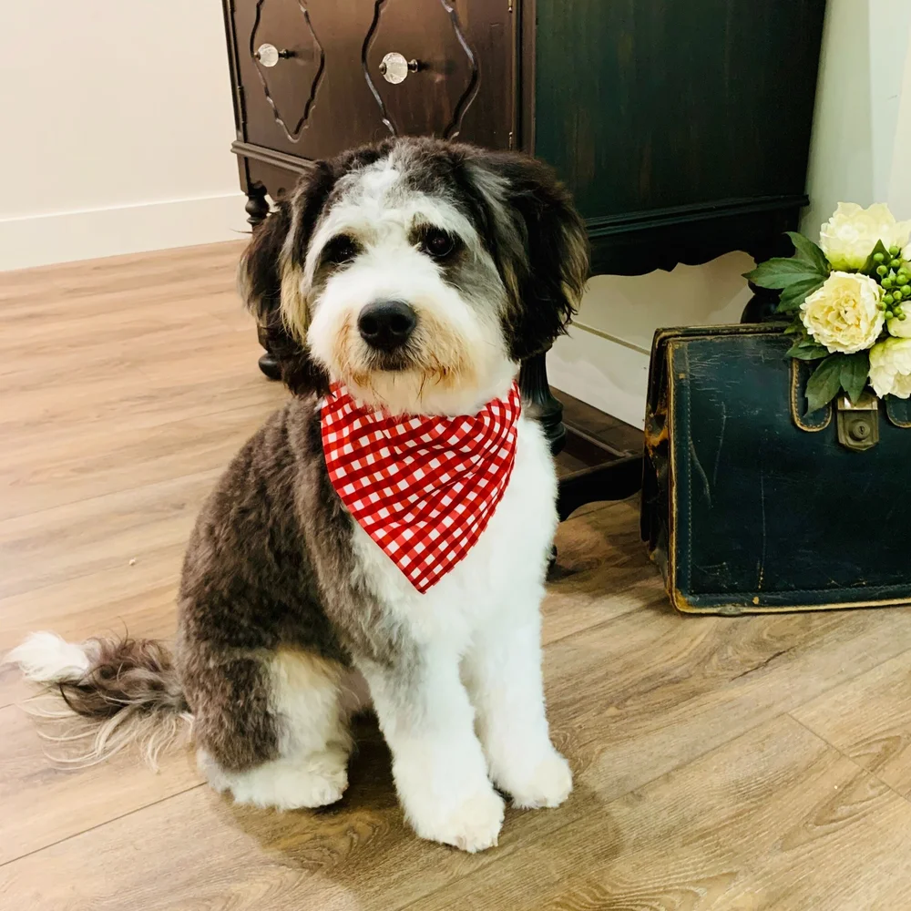 Dams (our mama dogs!) — Olive Branch Bernedoodles