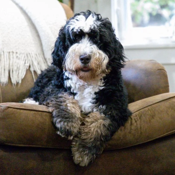 Trained Puppy Program — Olive Branch Bernedoodles