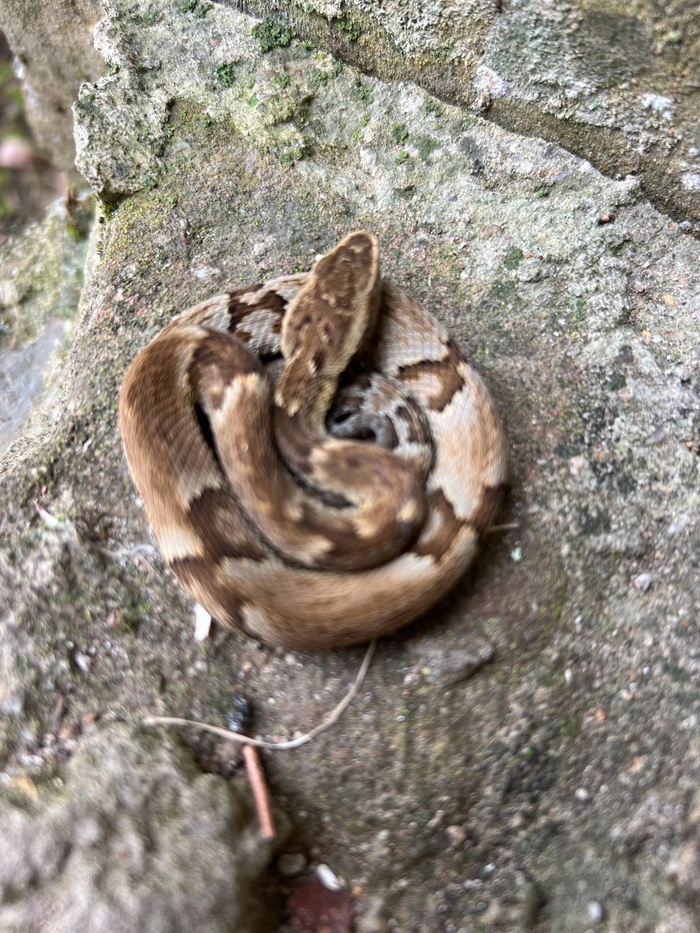 On the last day of my trip in Brazil I found this beautiful creature 🐍 outside my door where I had been staying at my friend&rsquo;s place.

When we picked the snake up it was barely moving. I reflected on the symbolism. I&rsquo;ve been so profoundl