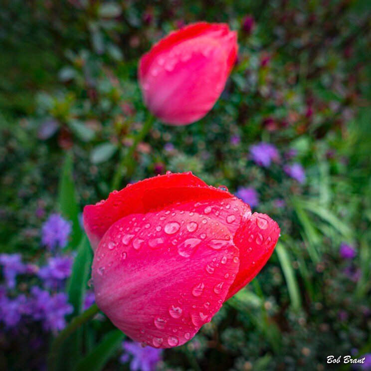 Celebration of Spring - #springflowers #raindropsonflowers #raindrops #tulips #tulipcolours #vibrantcolours #naturescenes #flowergardens