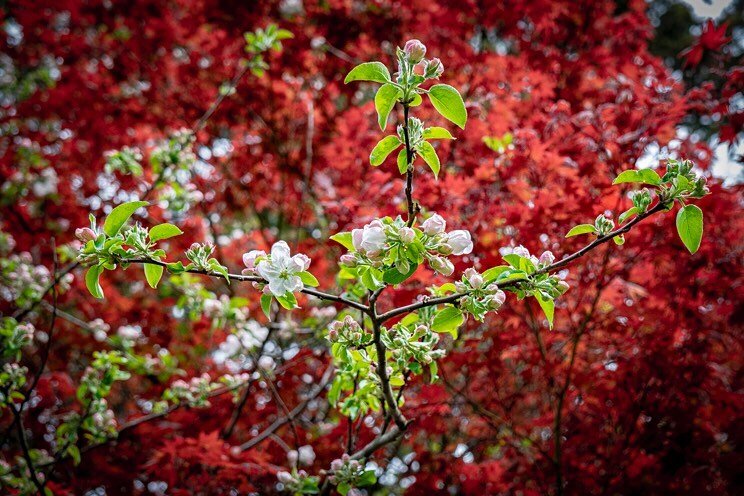Celebration of spring #springblossoms #cherryblossoms #jspringcolours #colourcontrast #trees #citypark #RosePark #fujixt2