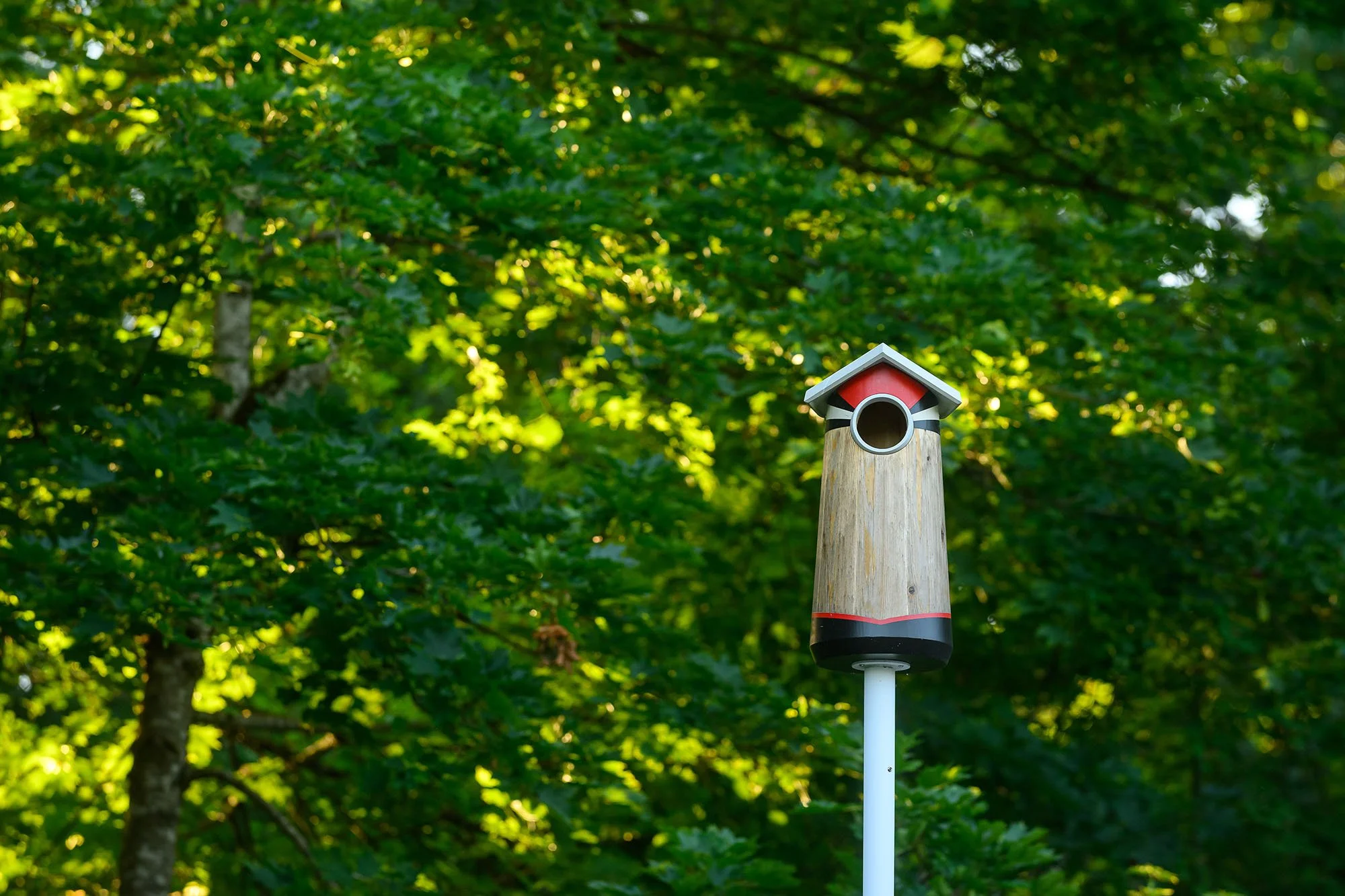 woodpecker.jpg