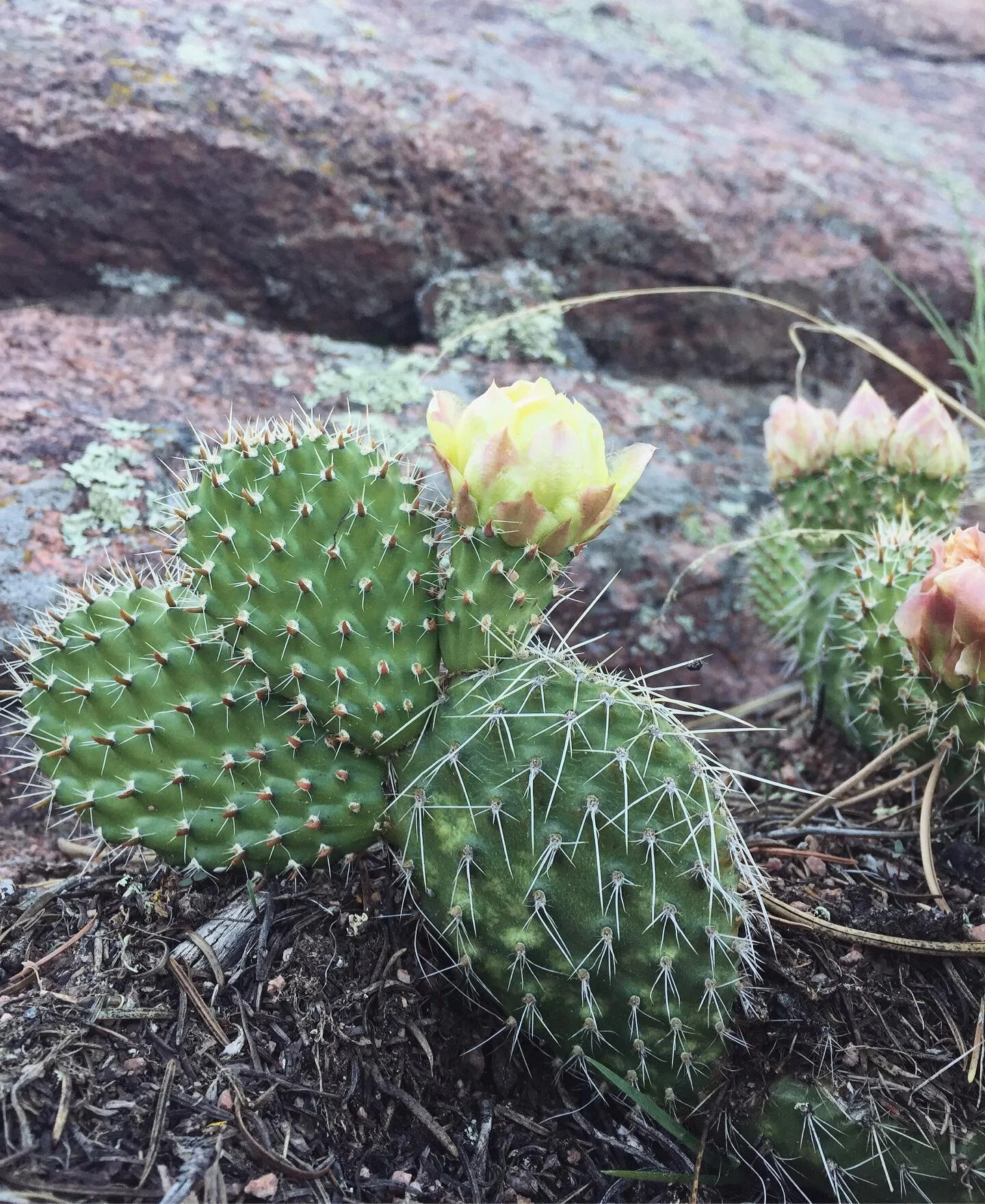 were patiently awaiting the arrival of our spring blooms!
Plan your trip for early June and you&rsquo;ll get to enjoy the blooming prickly pear and barrel cactus 🌵🌸