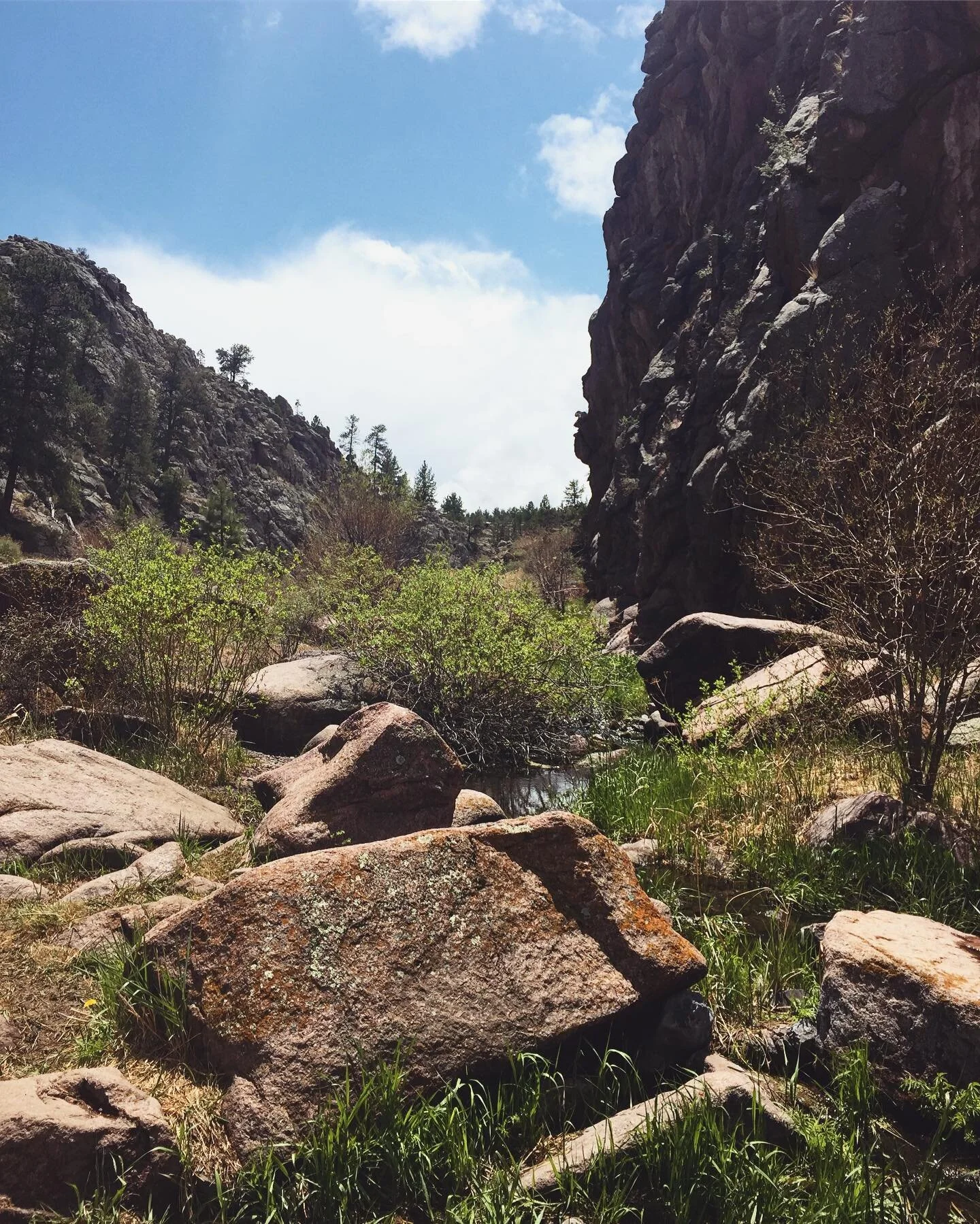 a little slice of paradise just a couple minutes from Starry Ridge 🌿✨