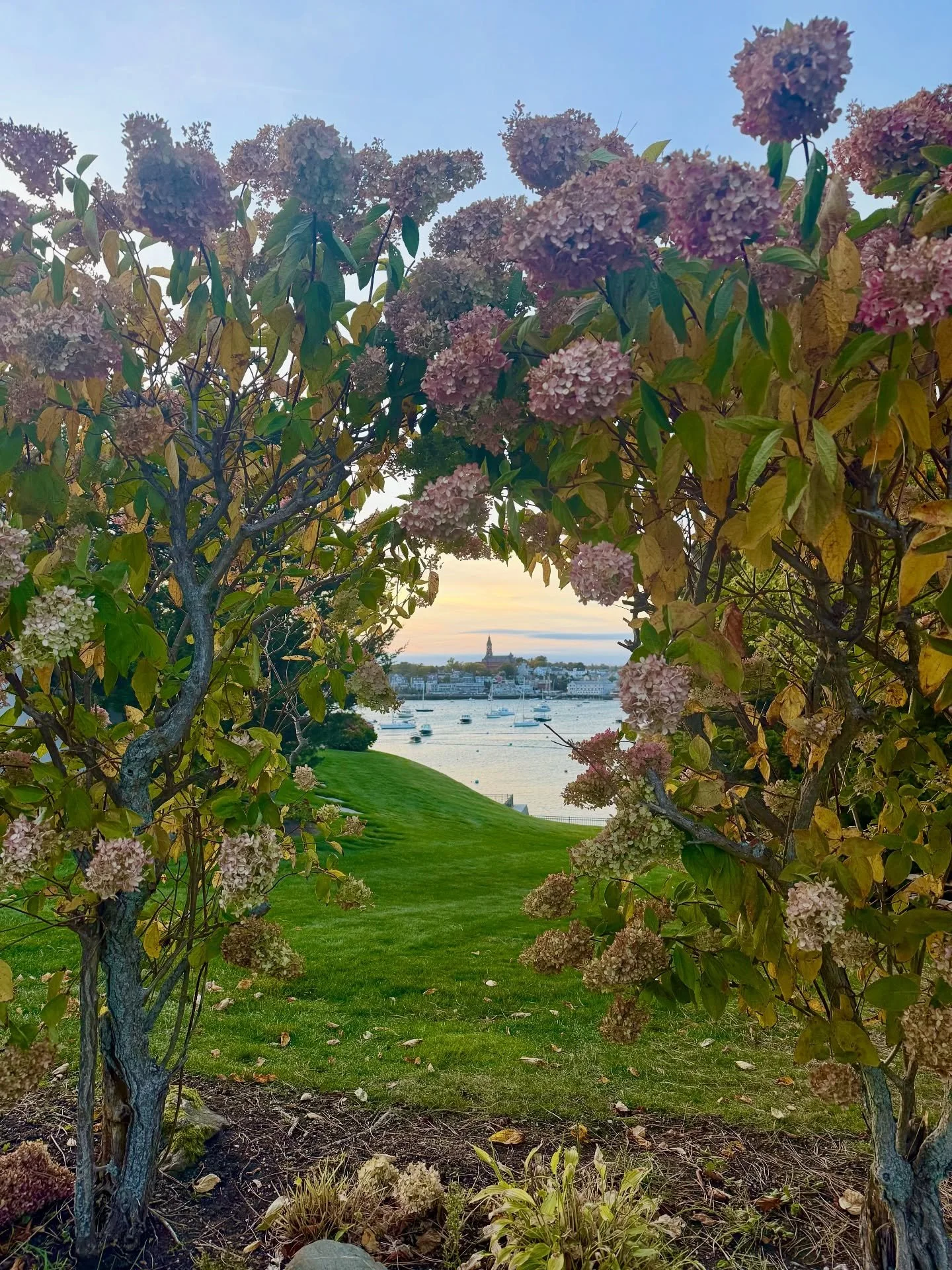 Prettiest signs of fall on Eastie&rsquo;s daily jaunt 💜🍂 

Are the leaves turning in your neck of the woods?