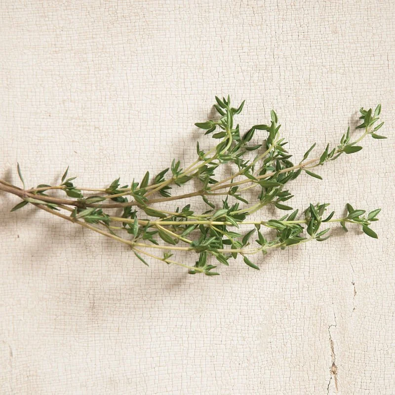 Plant: Thyme (2.5 inch)