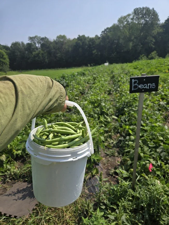Pick your own beans.jpg