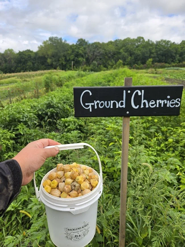 Pick your own ground cherries.jpg