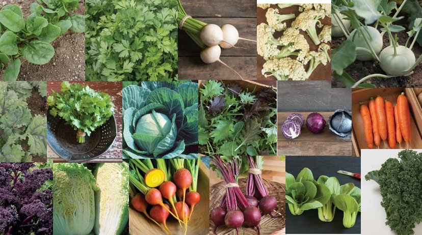 Fall vegetable deliveries.jpg