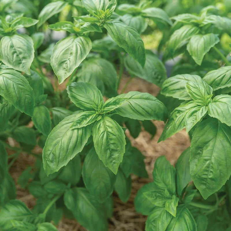 05467g_01_noga_prospera_basil.jpg