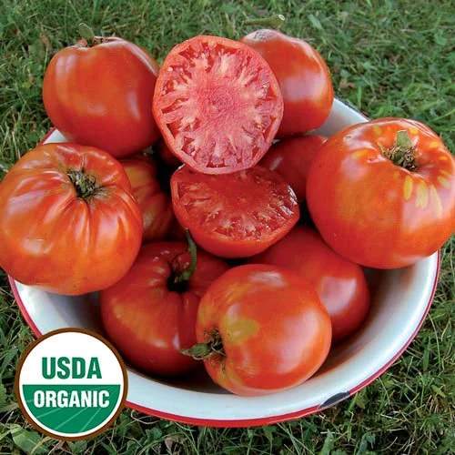 Plant: Tomatoe-Italian Heirloom (3.5 inch pot)