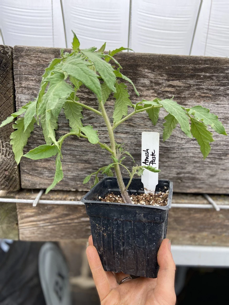 Garden Starts Plant Sale