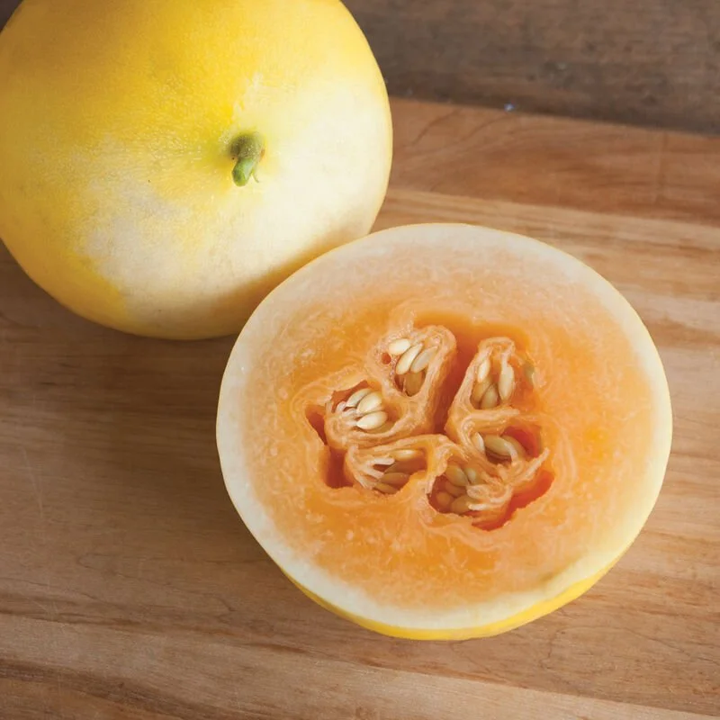 Plant: Honeydew - Honey Blonde  (2.5 inch pot)