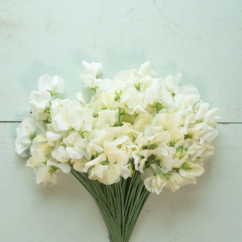 Plant: Sweet Pea-Spencer Ice Cream (4 pack)