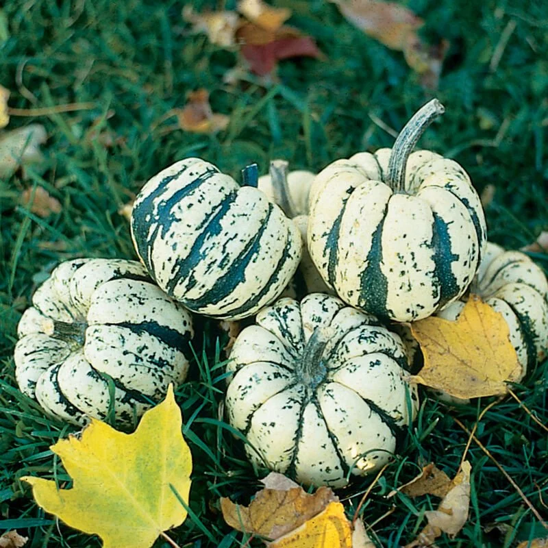 Plant: Winter Squash-Sweet Dumpling Delicata (2.5 inch pot)