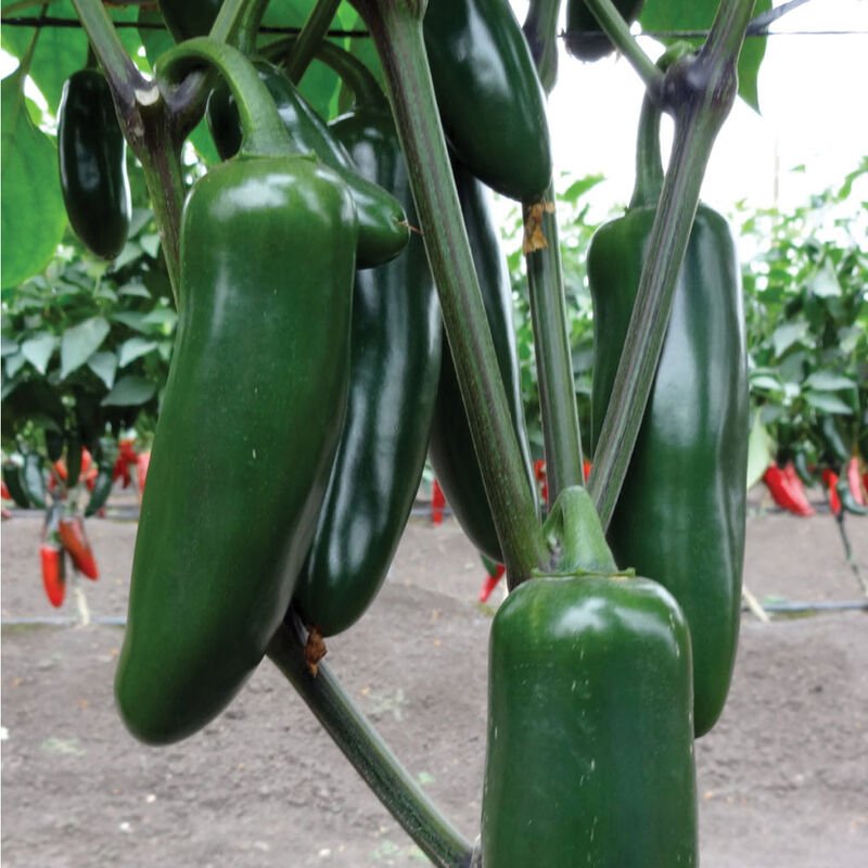 jalapenos.jpg