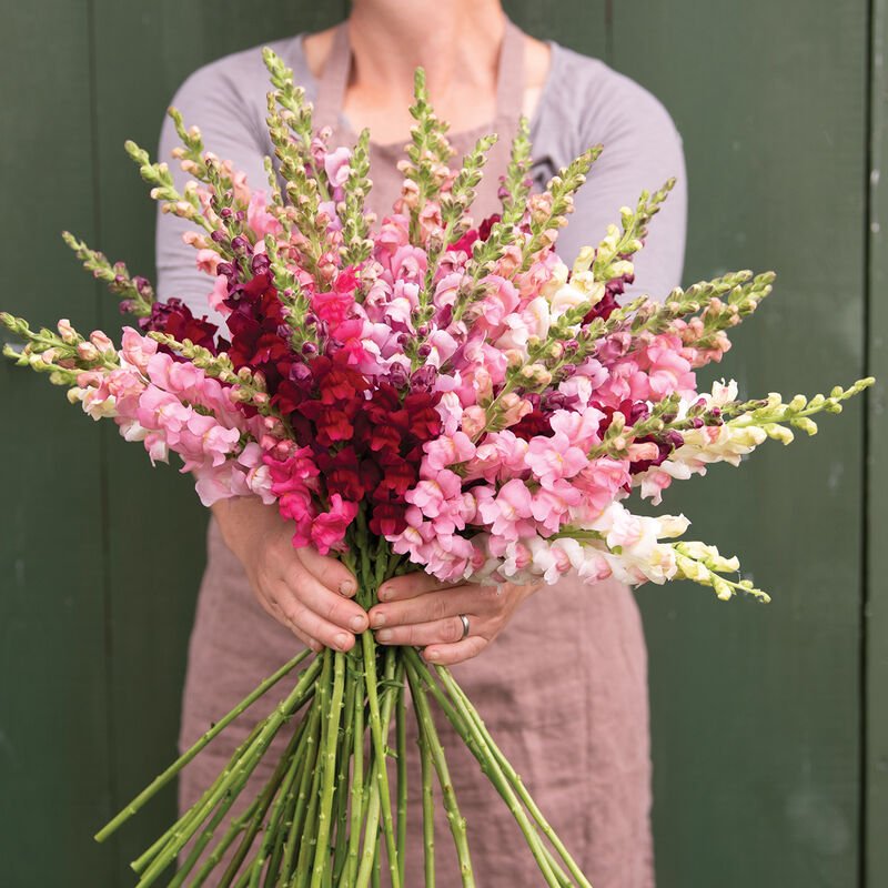 Plant: Potomac Summer Berry Blend Mix (4 pack)