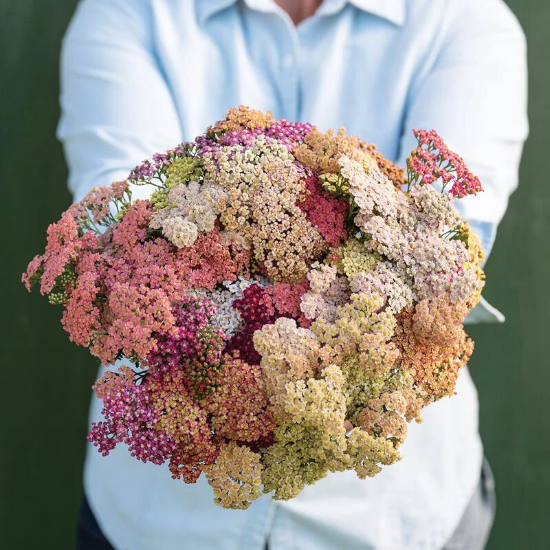 Plant: Yarrow - Summer Pastels (2.5  inch pot)