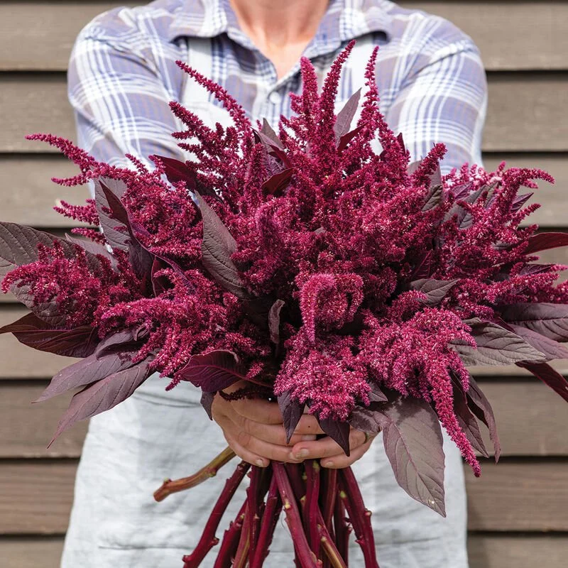 Plant: Amaranth - Velvet Curtains (2.5  inch pot)
