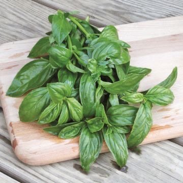 basil 3.jpeg