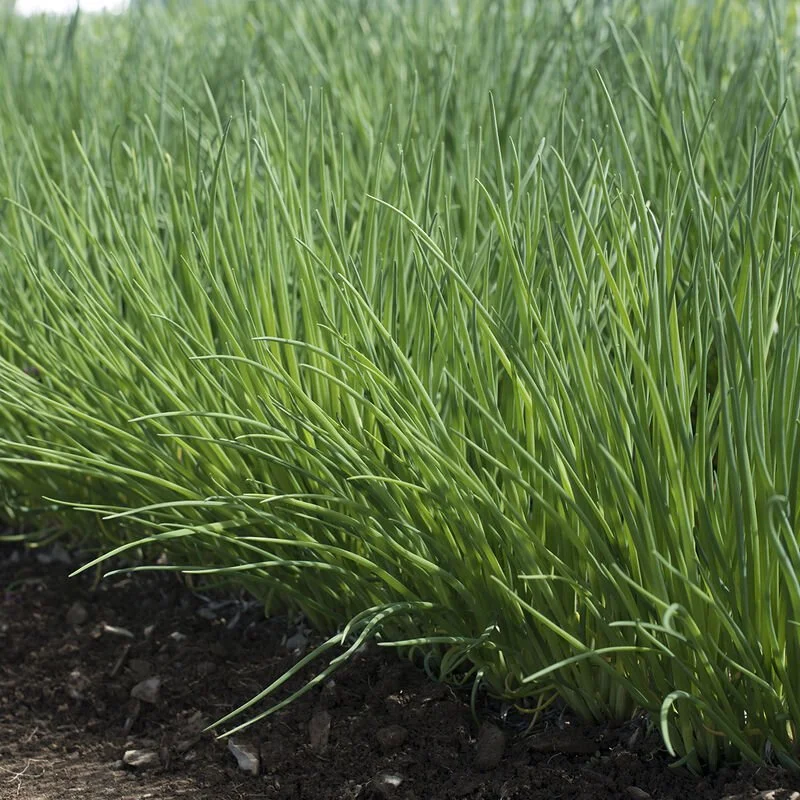 Plant: Chives (2.5 inch Pot)