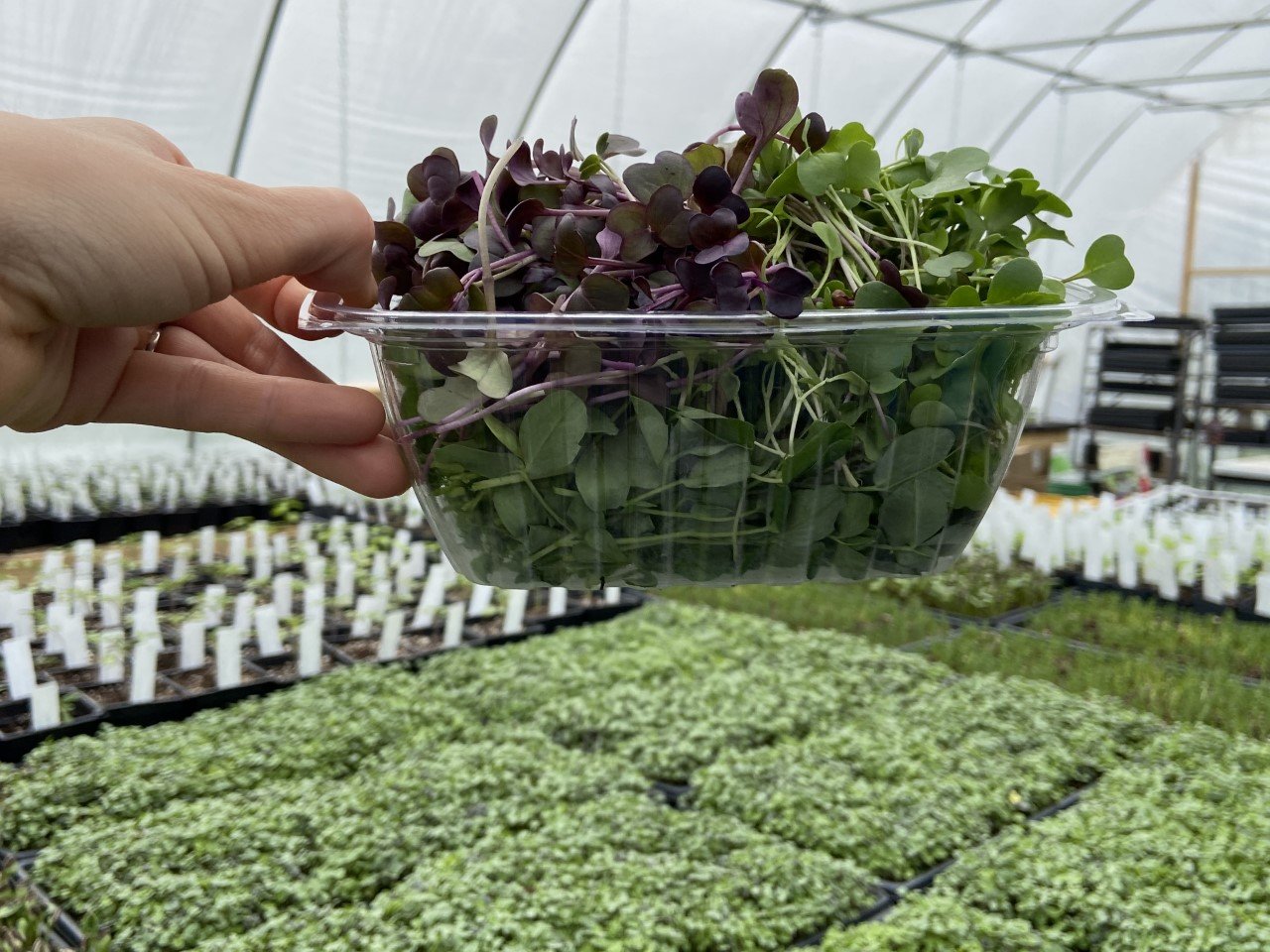 Microgreens mixed box.jpg