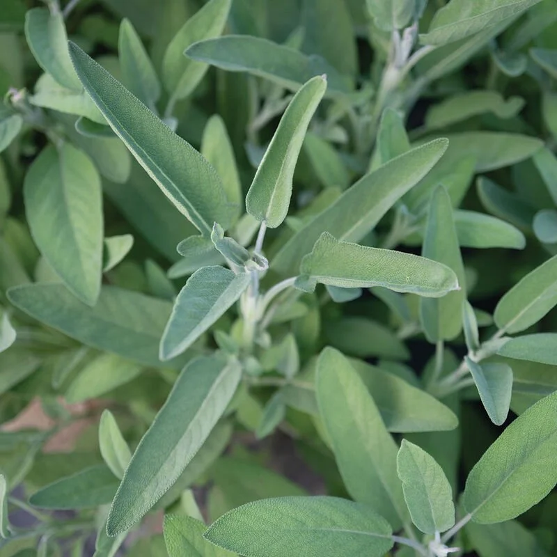 Plant: Sage (2.5 inch Pot)