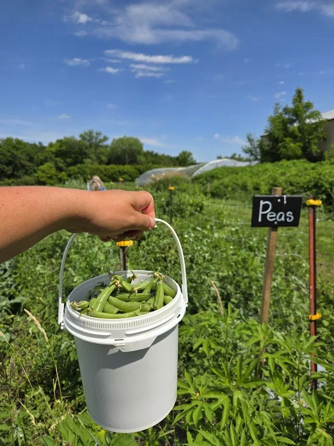Pick your own Peas.jpg