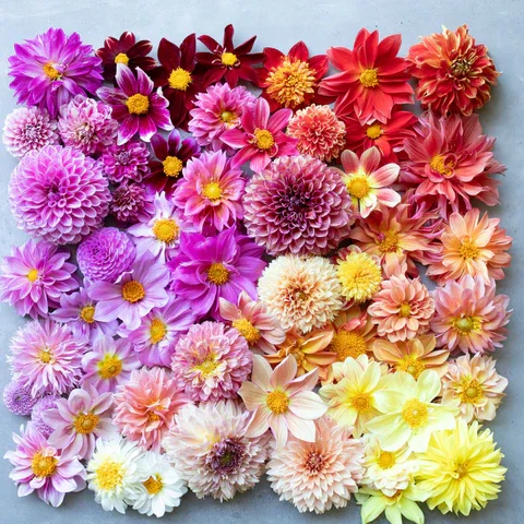 Plant: Dahlia-Floret Mix (4 pack)