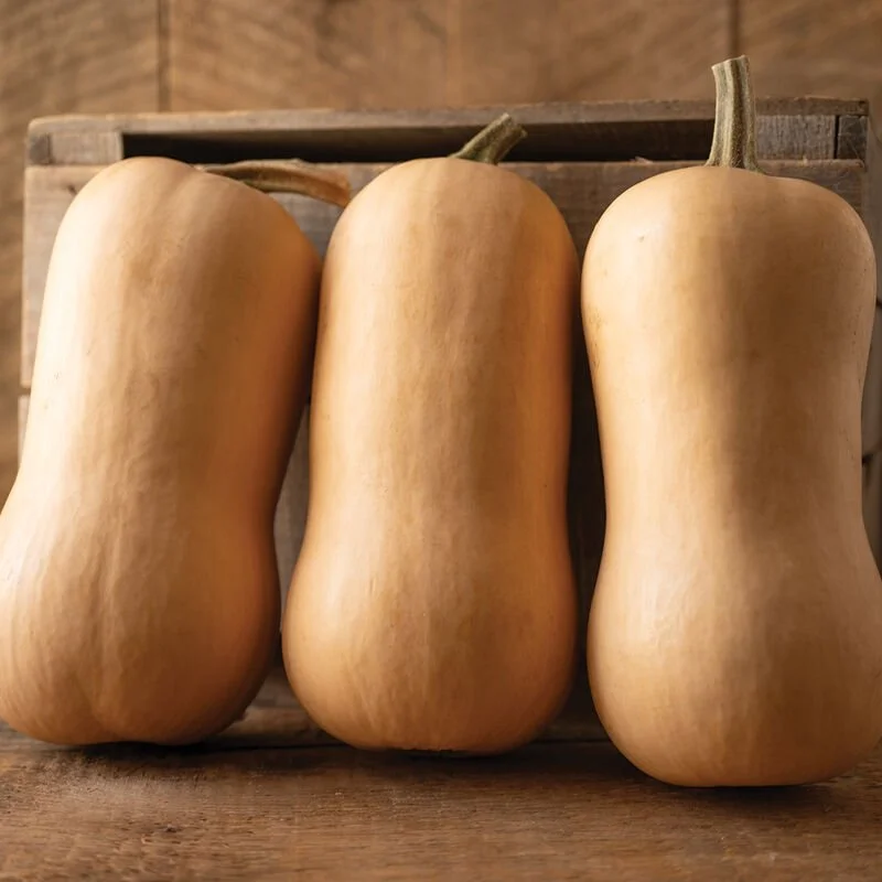 Plant: Winter Squash-Butternut (2.5 inch pot)