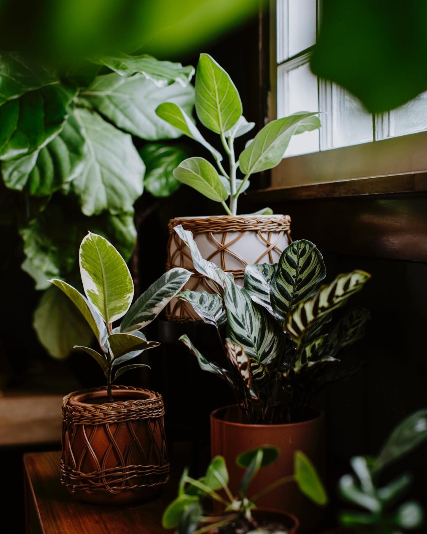 Working on a jungle over here 💚 

&bull; &bull; &bull;

#plantsofinstagram #plantlover #toomanyplants #rooted #ficusaudrey #fiddleleaffig #indoorplants #plantmom