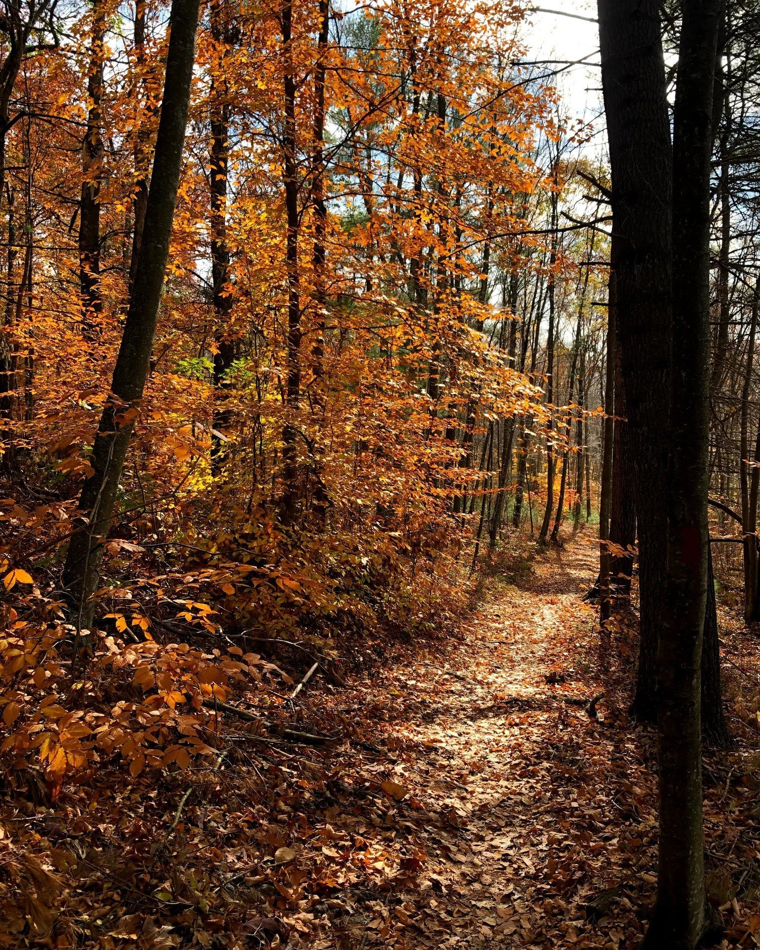 Are you searching for happiness? 

&quot;Happiness cannot be traveled to, owned, earned, worn or consumed. Happiness is the spiritual experience of living every minute with love, grace, and gratitude.&quot;

-Denis Waitley

Join us this week to pract