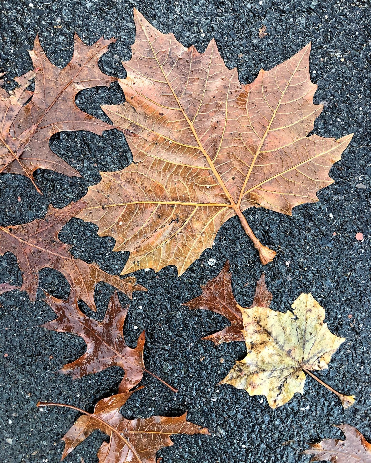 A Blessing for Around the Table

Awaken us to the everyday miracle of a simple meal. Whether it&rsquo;s takeout that took a phone call, or a recipe that took an entire afternoon, or the cereal-for-dinner-again feeling this meal creates. Bless it all.