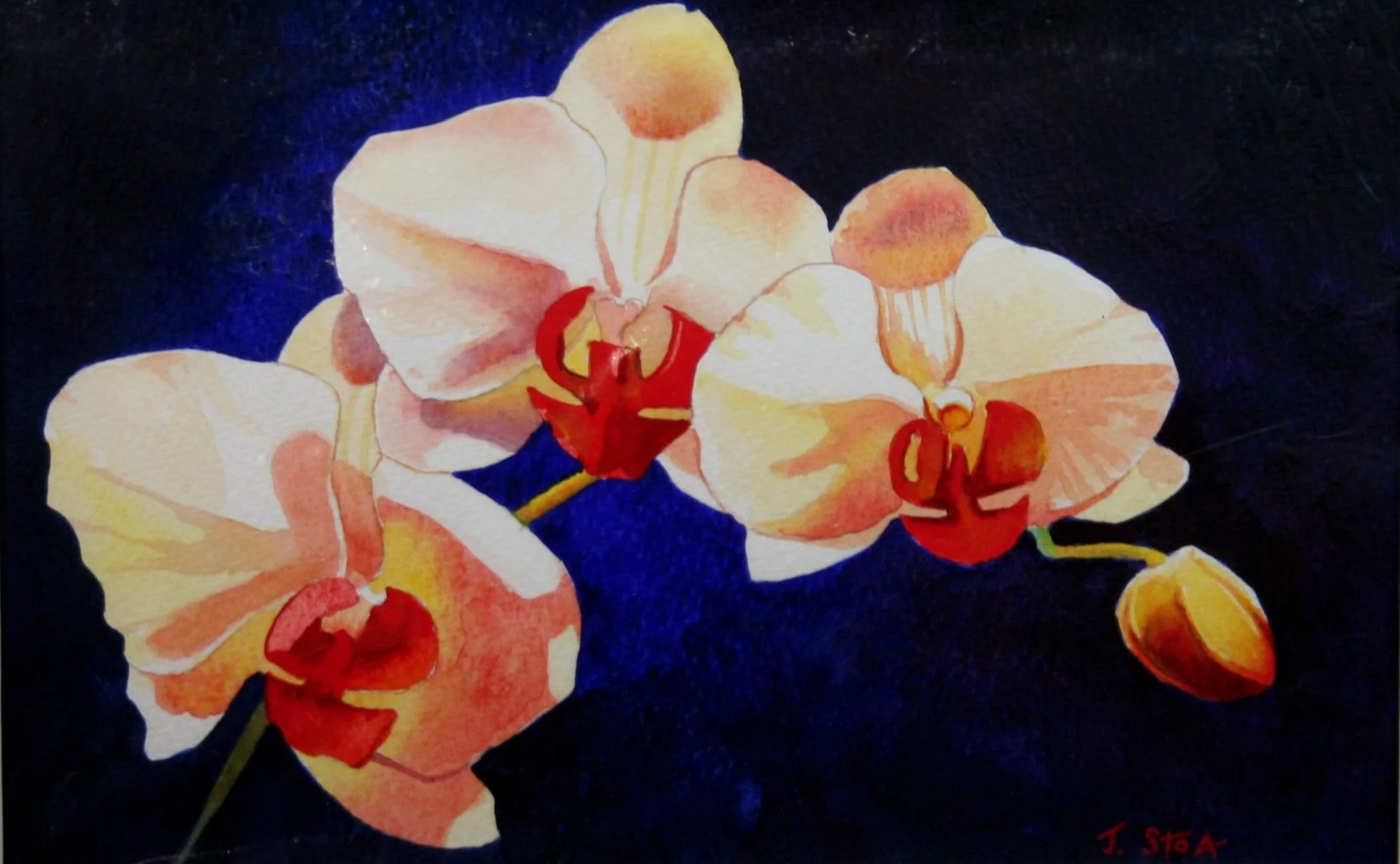 1464 Phalaenopsis Cross.JPG