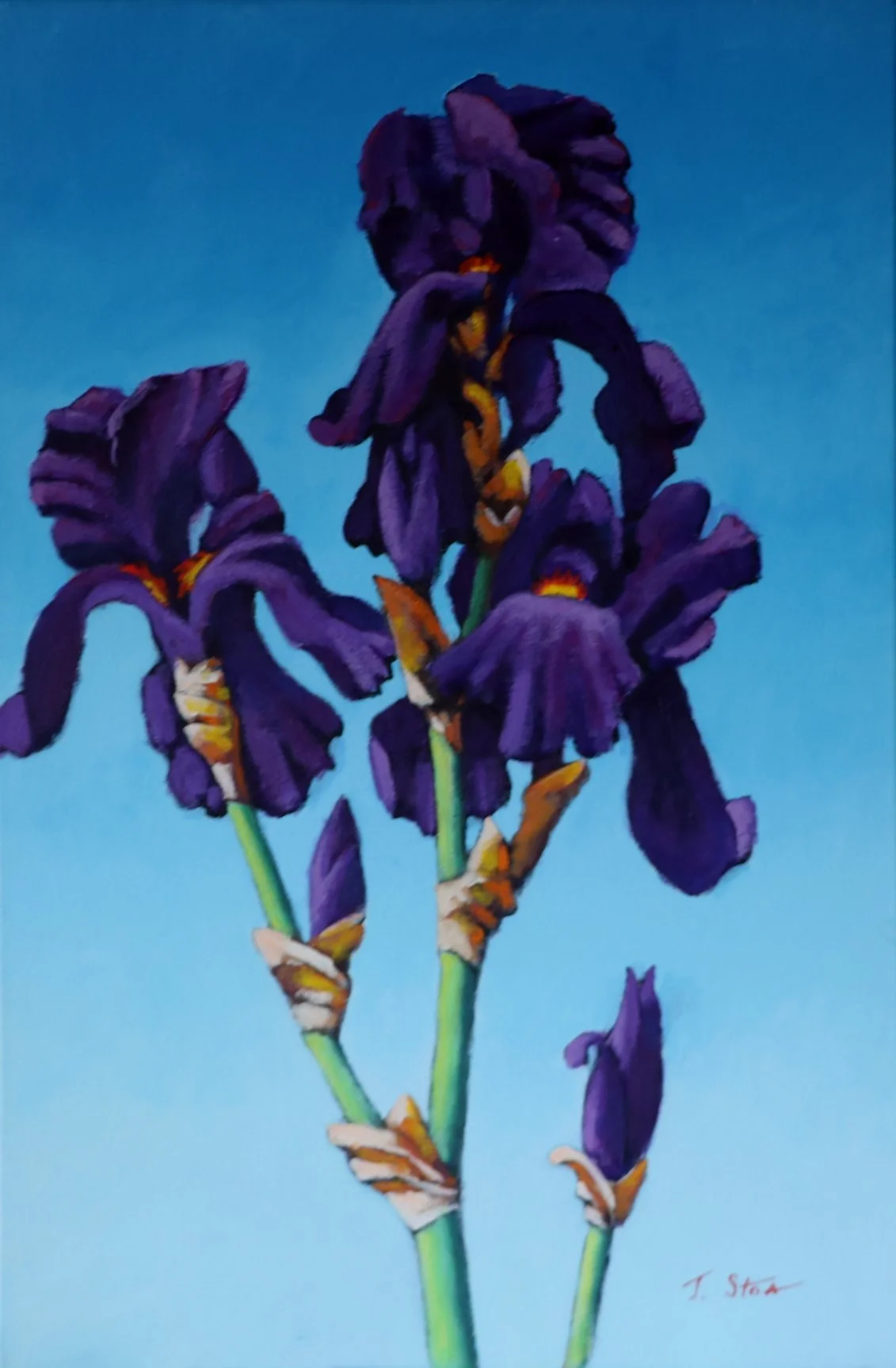 1811 Iris Dusky Challenger.JPG