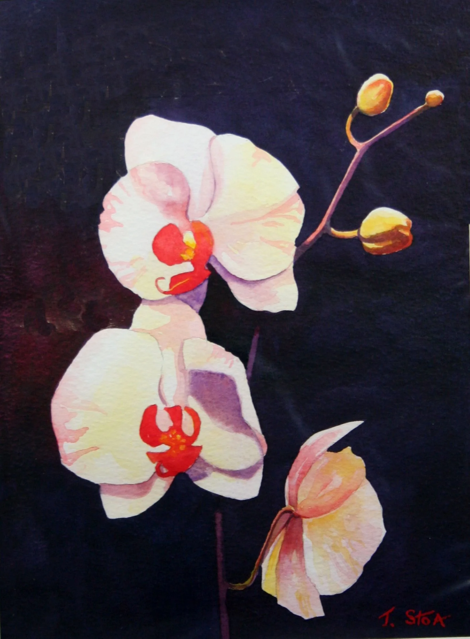 1465 Phalaenopsis.JPG