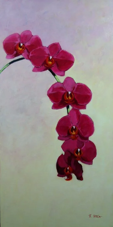 1443 Deep Pink Phalaenopsis.JPG