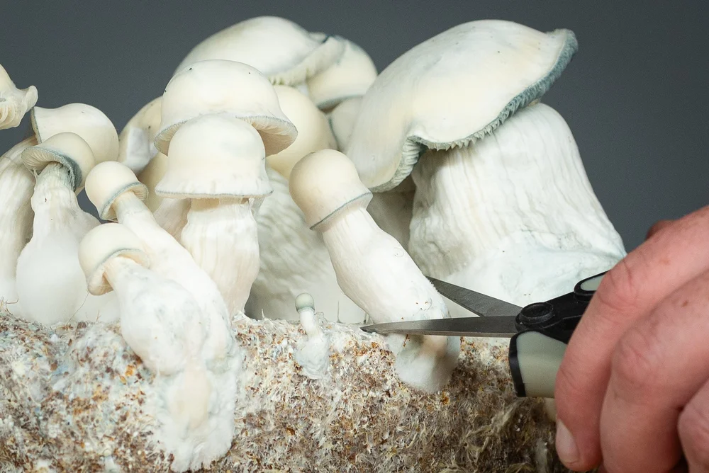 BoomBox 2.0 Grow Guide — Fungi Fanatics